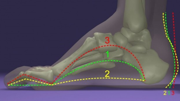 正常足弓研究的最新进展与认知探讨